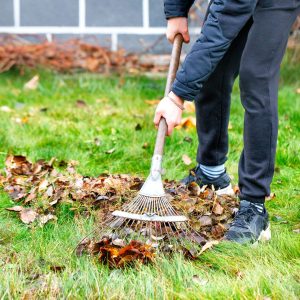 The gardener's hands take care of the green lawn, raking fallen leaves from the green grass with a metal rake in the autumn garden against the background of the house in a blurred form. Copy space, vertical image.